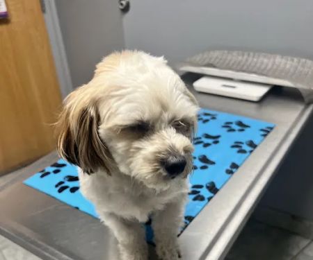 VCA Beech Road Animal Hospital