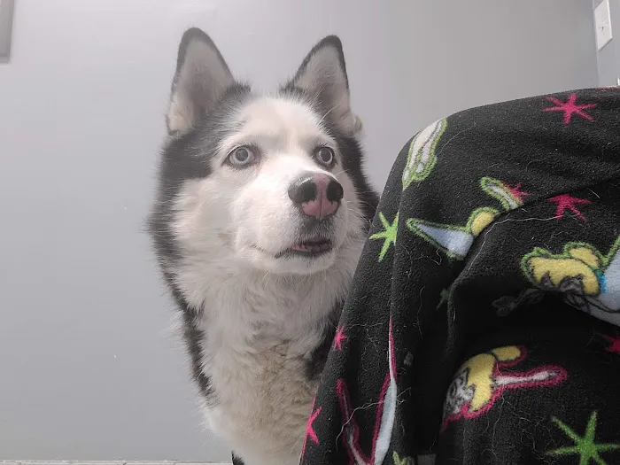 VCA Beech Road Animal Hospital Picture 10