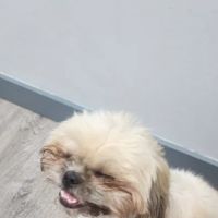 Five Mile Animal Hospital ico
