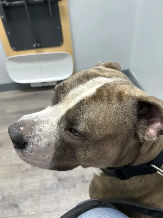 Five Mile Animal Hospital Picture 3