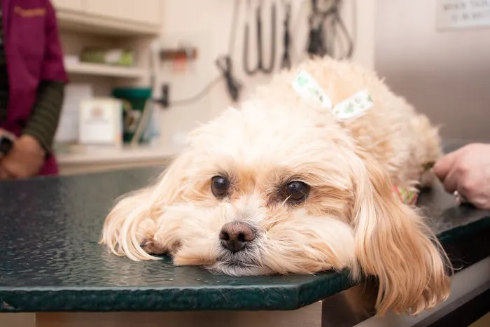 Ford Caputo Veterinary Hospital Picture 3