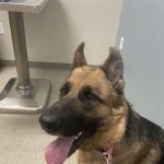 Ford Caputo Veterinary Hospital