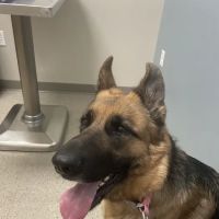 Ford Caputo Veterinary Hospital ico