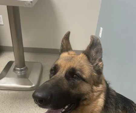 Ford Caputo Veterinary Hospital