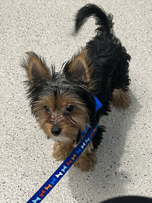 Ford Caputo Veterinary Hospital Picture 4