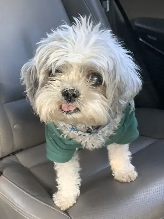 Ford Caputo Veterinary Hospital Picture 5