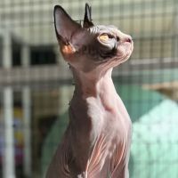 TrueHeal Veterinary Hospital ico
