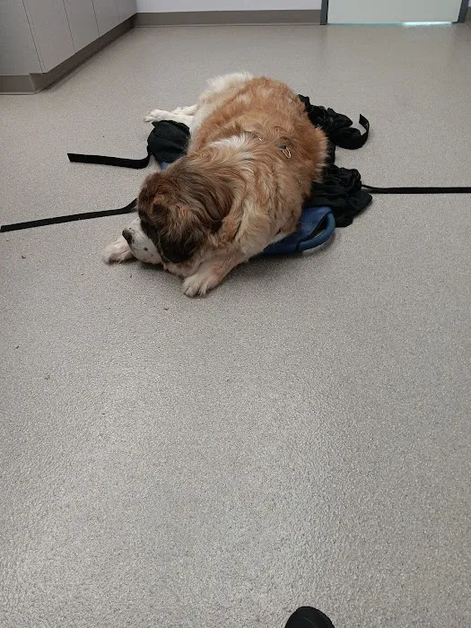 TrueHeal Veterinary Hospital Picture 4