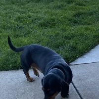Warren Woods Veterinary Hospital ico