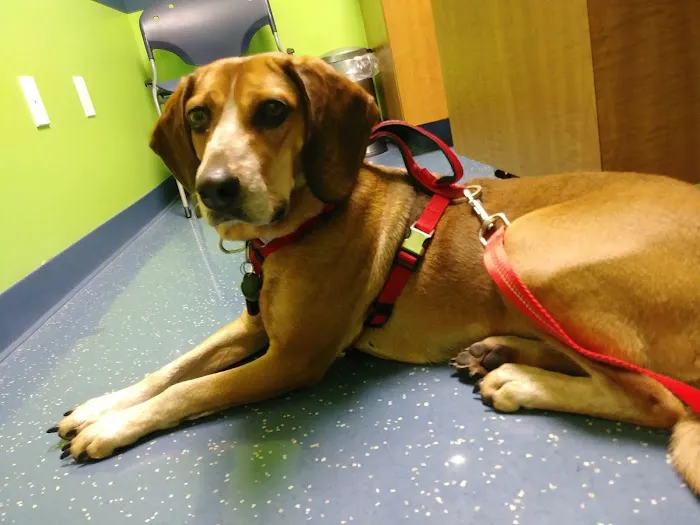 Warren Woods Veterinary Hospital Picture 4