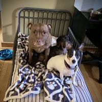 Hoover Road Animal Hospital ico