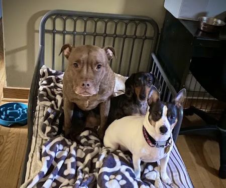 Hoover Road Animal Hospital
