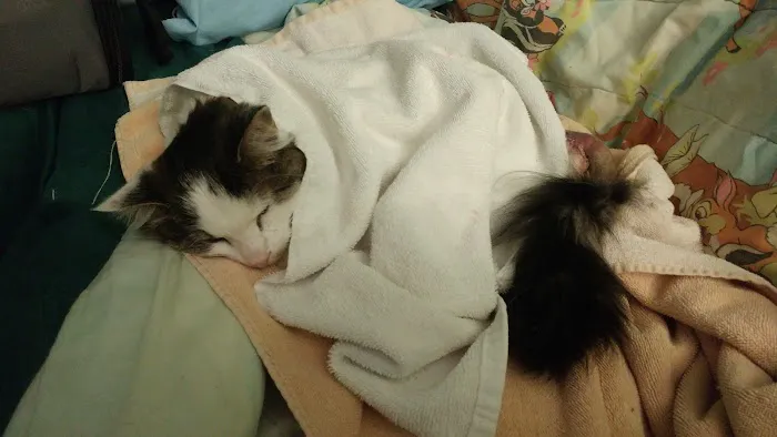 Hoover Road Animal Hospital Picture 6