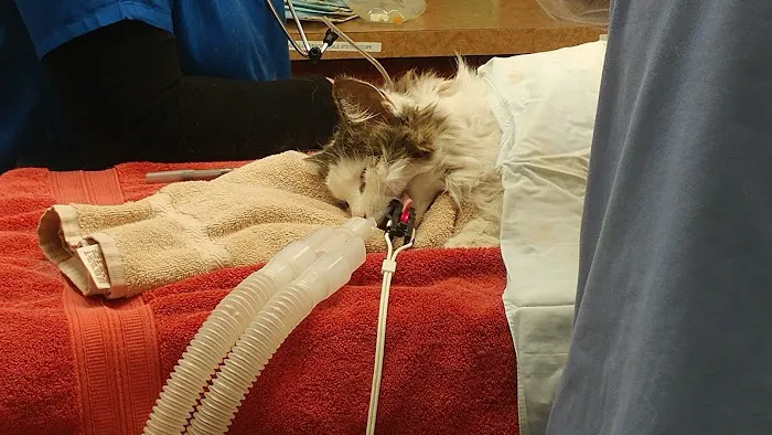 Hoover Road Animal Hospital Picture 3