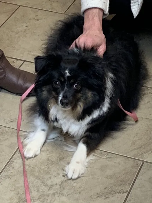 Hoover Road Animal Hospital Picture 9