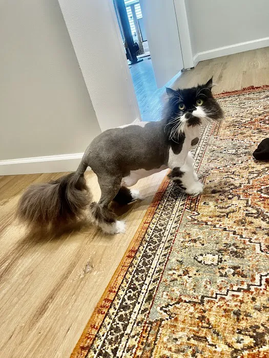 Saint Julians Cat Care Picture 1