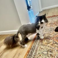 Saint Julians Cat Care ico