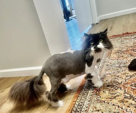 Saint Julians Cat Care