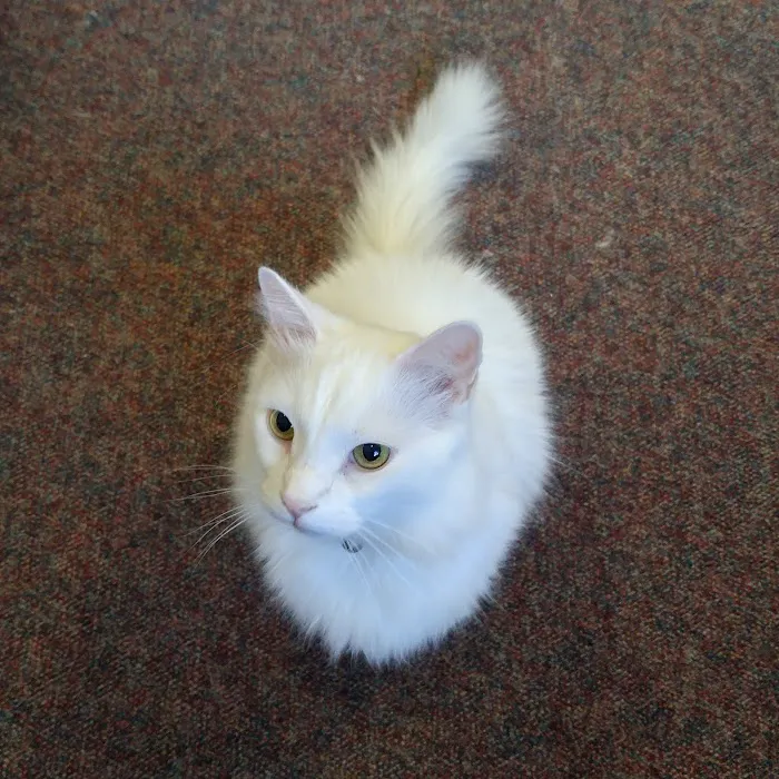 Saint Julians Cat Care Picture 3