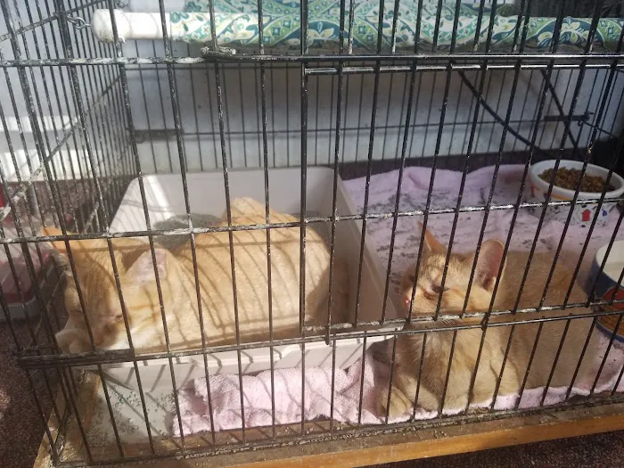 Saint Julians Cat Care Picture 2