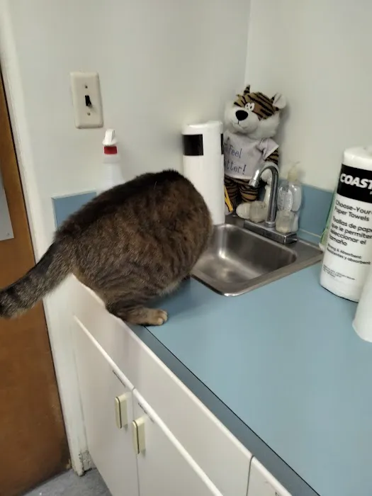 Saint Julians Cat Care Picture 4