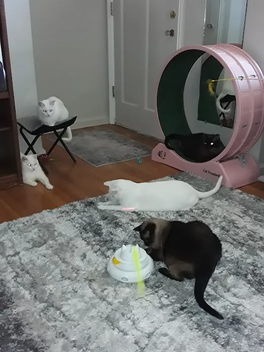 Saint Julians Cat Care Picture 8