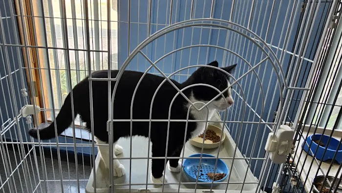 Saint Julians Cat Care Picture 10
