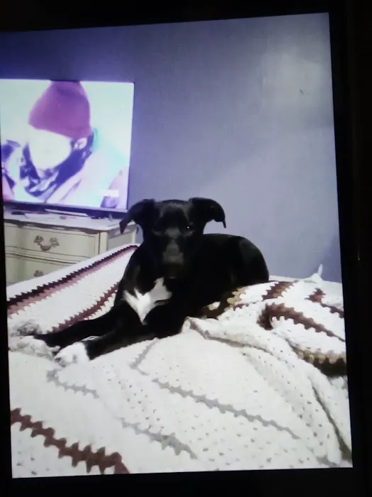 VetSelect Animal Hospital of Dearborn Heights Picture 9