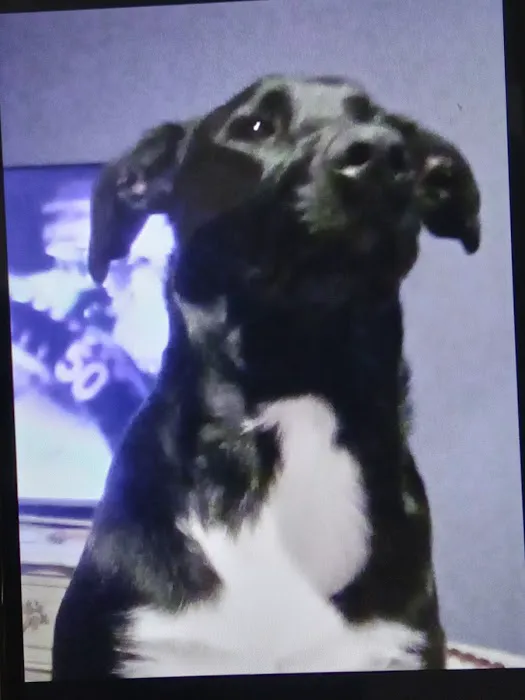 VetSelect Animal Hospital of Dearborn Heights Picture 10