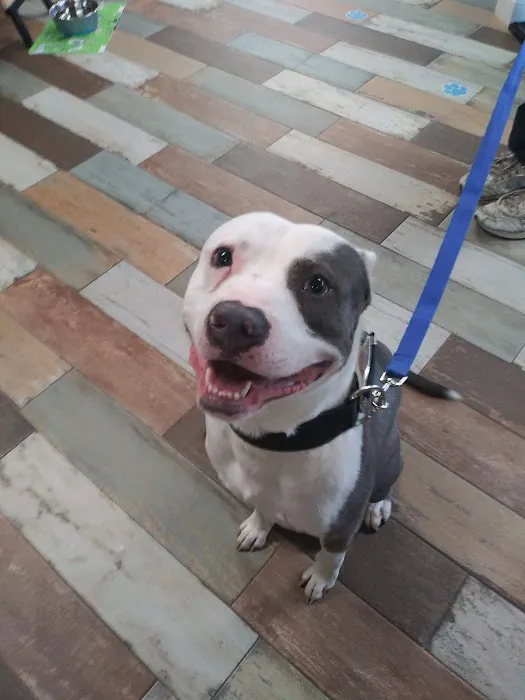 Banfield Pet Hospital Picture 7