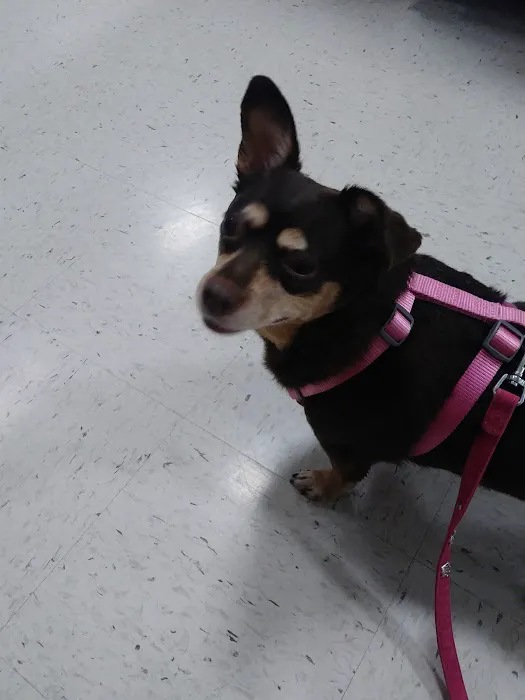 Banfield Pet Hospital Picture 10
