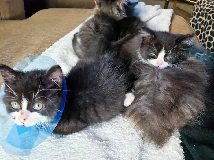 Southfield Veterinary Hospital Picture 3