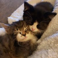 Southfield Veterinary Hospital ico
