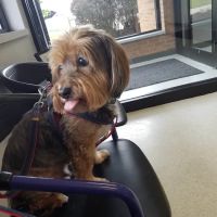 Strong Village Veterinary Center ico
