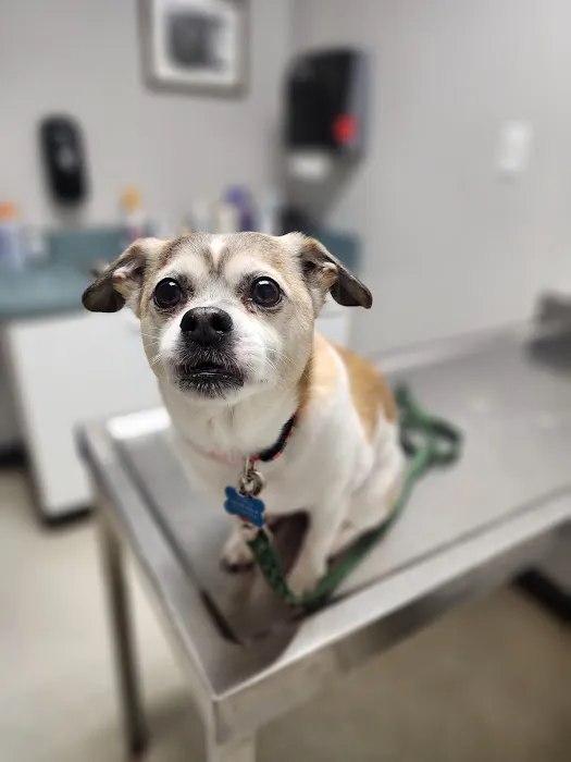Strong Village Veterinary Center Picture 8