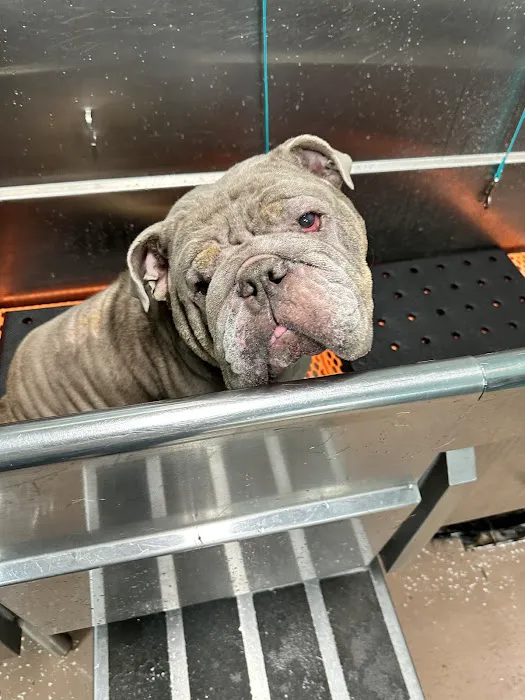 Strong Village Veterinary Center Picture 9