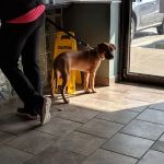 Tail Waggers 1990