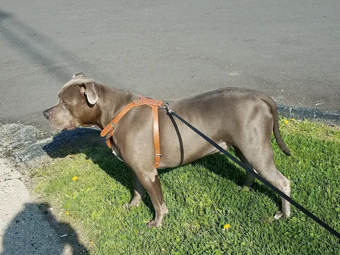 Tail Waggers 1990 Picture 8