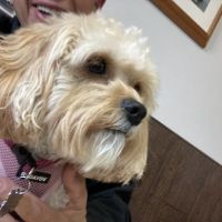 North Suburban Veterinary Hospital ico