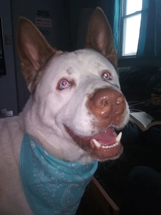 North Suburban Veterinary Hospital Picture 4