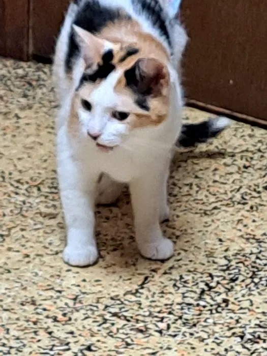 North Suburban Veterinary Hospital Picture 10