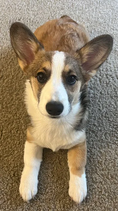 Maple Veterinary Hospital Picture 4