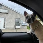 Maple Veterinary Hospital
