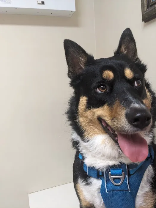 Maple Veterinary Hospital Picture 2