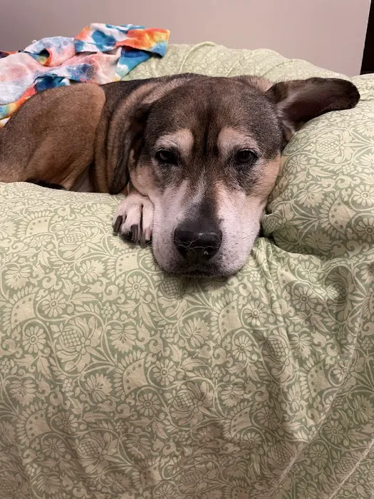Maple Veterinary Hospital Picture 6