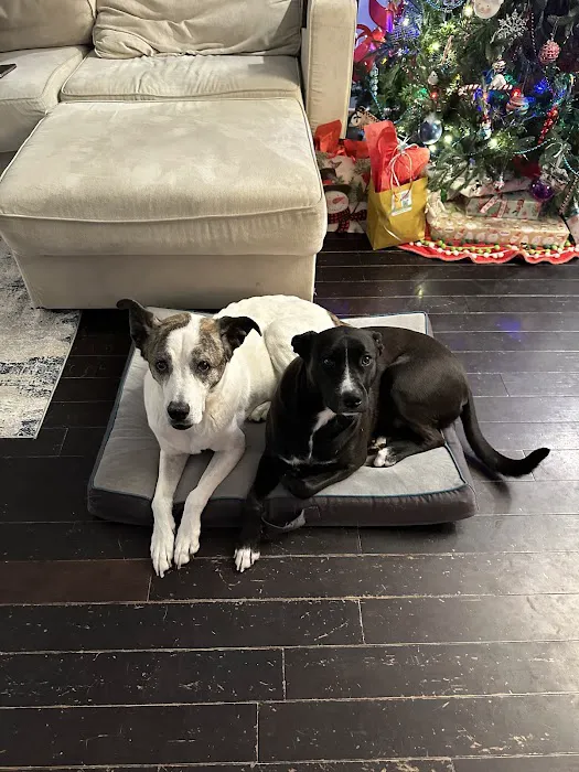 Maple Veterinary Hospital Picture 10