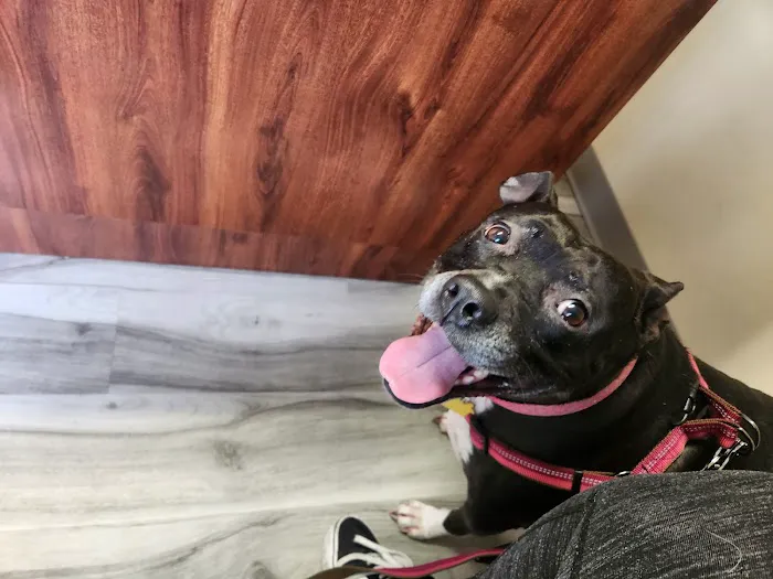 Maple Veterinary Hospital Picture 9