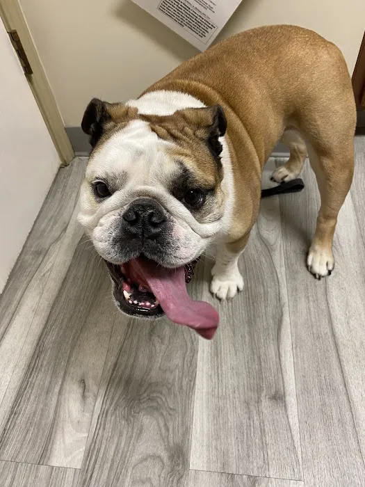 Maple Veterinary Hospital Picture 8