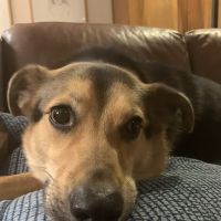 VCA Lovers Lane Animal Hospital ico