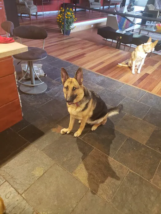 VCA Lovers Lane Animal Hospital Picture 9